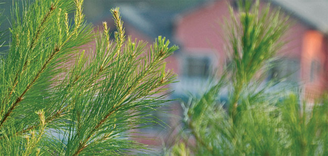 Custom Home Sites